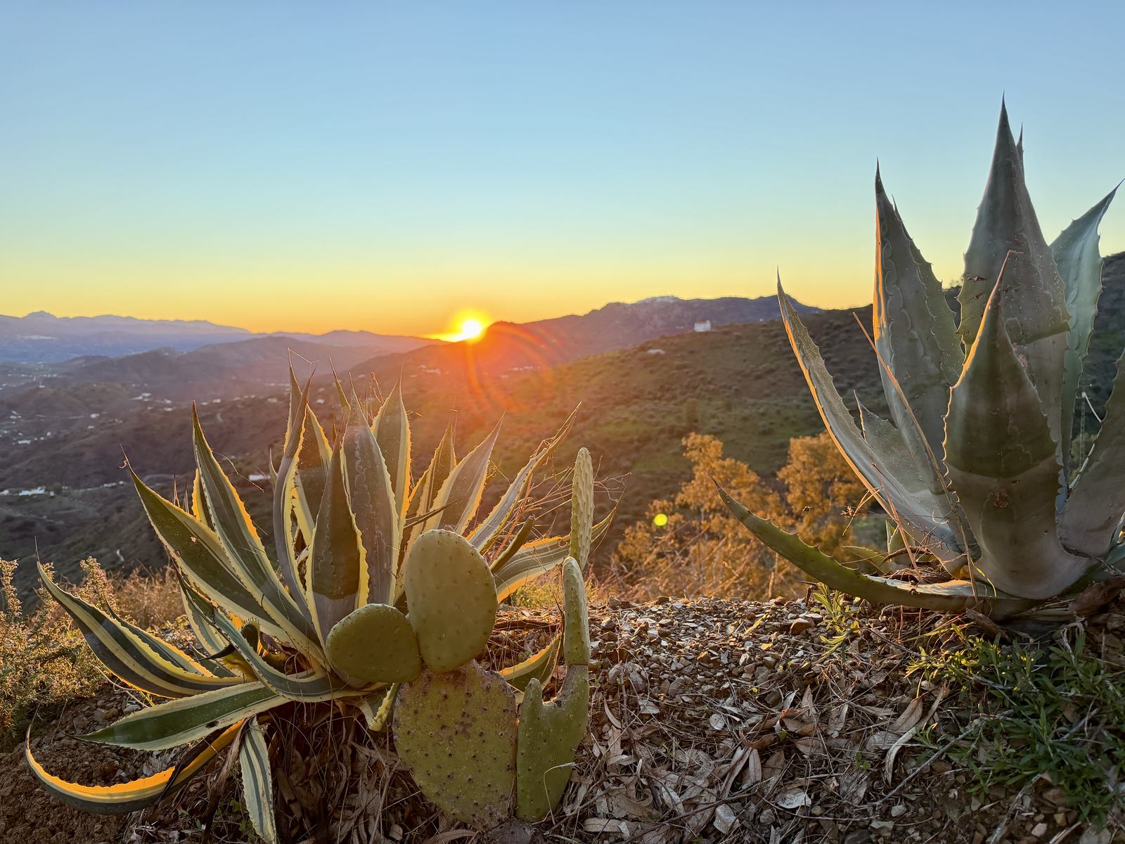 Zonsondergang achter agaves op het terrein van de villa